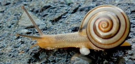 Discovering the Enigmatic Symbolism of Encountering a Gastropod in Your Living Space during Dream Interpretation