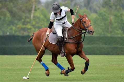 Discovering the Excitement of Polo: Where Enthusiasm Meets Equine Sports