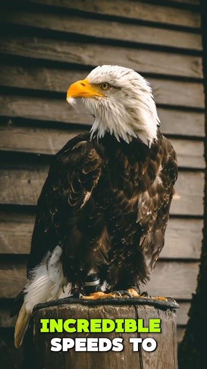 Discovering the Extraordinary Life of Majestic Eagles