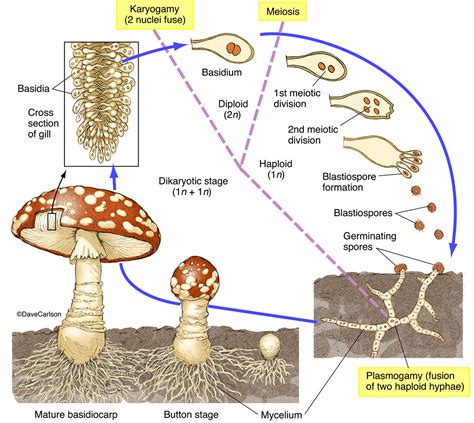 Discovering the Factors Behind the Growth of Fungi: