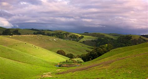 Discovering the Fascinating Flora of Pastoral Landscapes