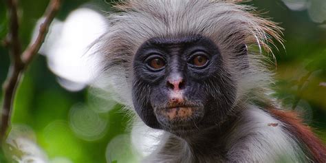 Discovering the Flora and Fauna of Enchanting Zanzibar