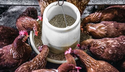 Discovering the Fundamentals of Chicken Nutrition and Feeding