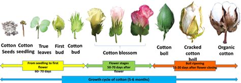 Discovering the Growth and Transformation Expressed in Cotton Reveries