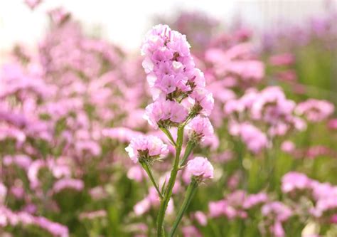 Discovering the Hidden Symbolism of Lavender Blooms