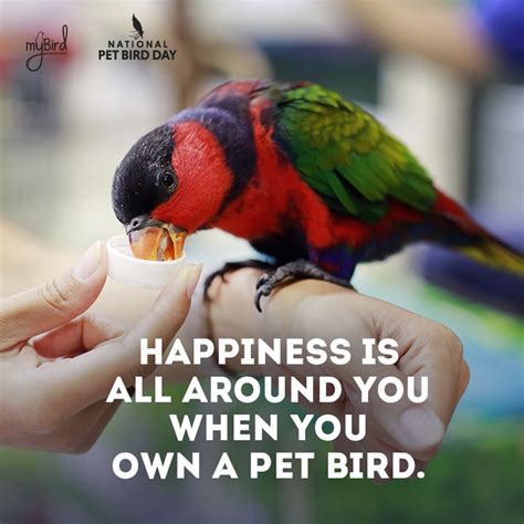 Discovering the Joys of Owning a Companion Bird