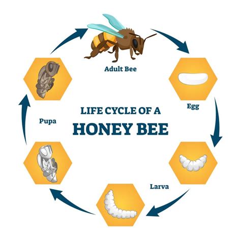 Discovering the Life and Career of Honey Bee Free