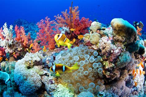 Discovering the Lively Coral Reefs: Exploring Nature's Colorful Masterpieces