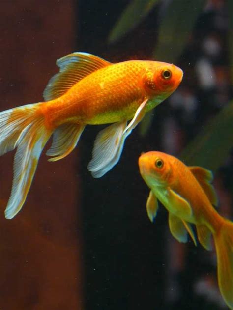 Discovering the Meaning behind Goldfish Dreams: Insights into Your Inner Self