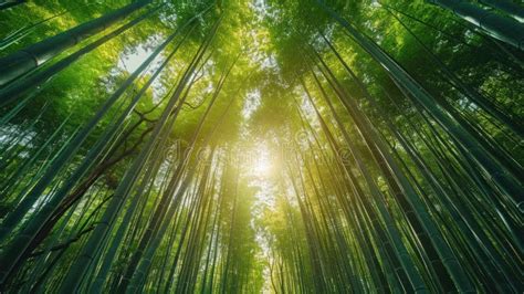 Discovering the Peacefulness of Bamboo Forests: A Journey into Serenity