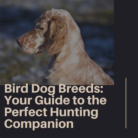 Discovering the Perfect Canine Companion for Your Bird Hunting Adventures