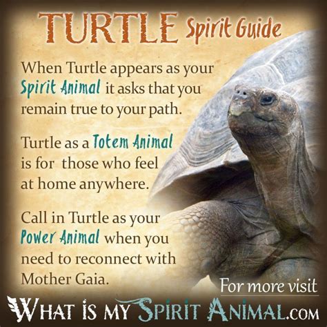 Discovering the Profound Significance of Turtle Symbolism for Inner Growth and Self-Examination