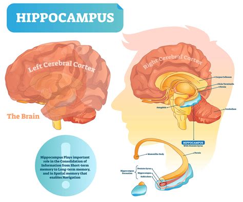 Discovering the Role of the Hippocampus in Memory Decline