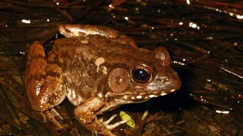 Discovering the Spiritual Significance of Frogs in Dream Interpretation