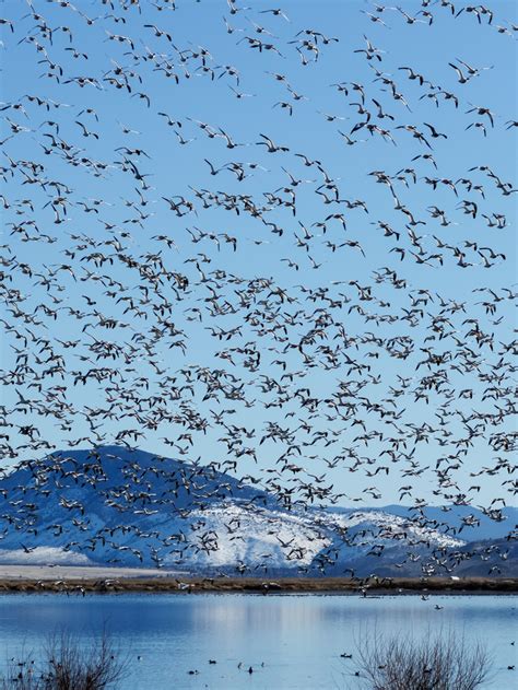 Discovering the Wonders of Bird Migration: How to Foster and Sustain this Natural Phenomenon