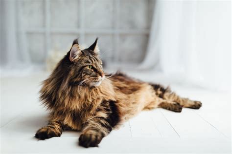 Discovering the Years and Stature of the Feline from Italy