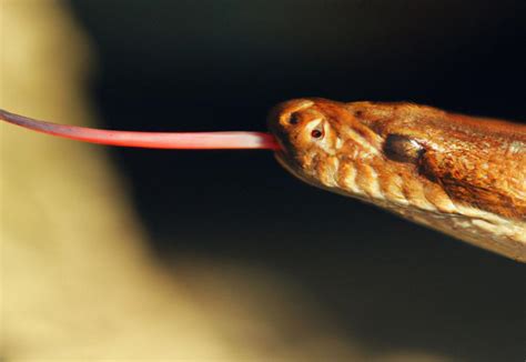 Dispelling Common Misconceptions about Snake Devourment Dreams