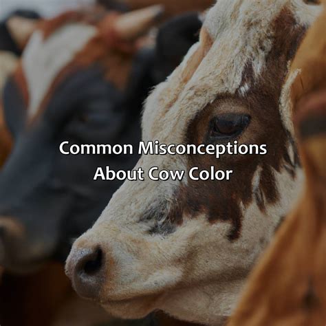 Dispelling Myths: Common Misconceptions About Cow Manure Dreams