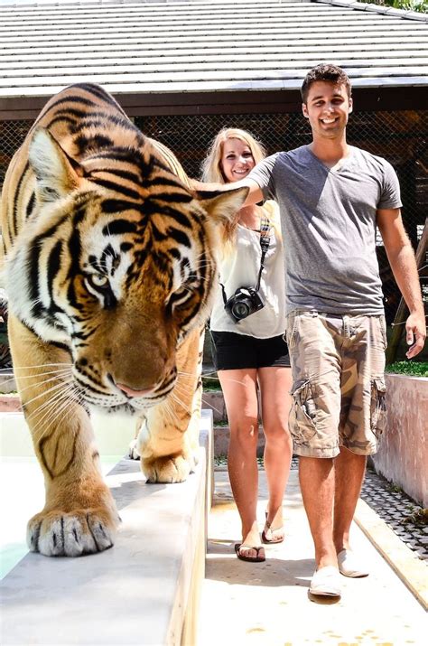 Dive into the Adventure: Encounter Tigers up Close and Personal