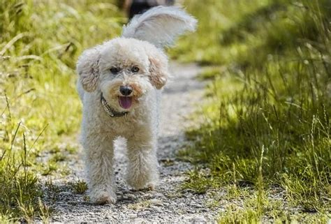 Dive into the Allure of the White Poodle: Unveiling its Fascinating History and Versatile Personality