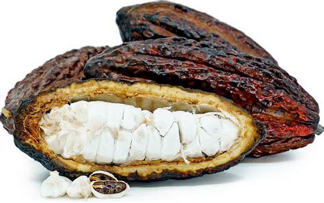 Dive into the Enchanting World of Heavenly Cacao Pods