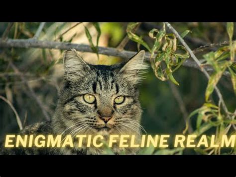 Dive into the Enigmatic Realm of Mountain Felines