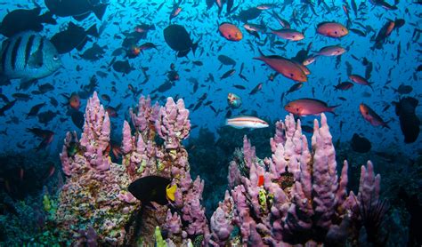 Diverse Ecosystems and Marine Biodiversity