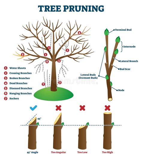 Diverse Explanations for Dreams Involving Trimming or Pruning of Tree Limbs