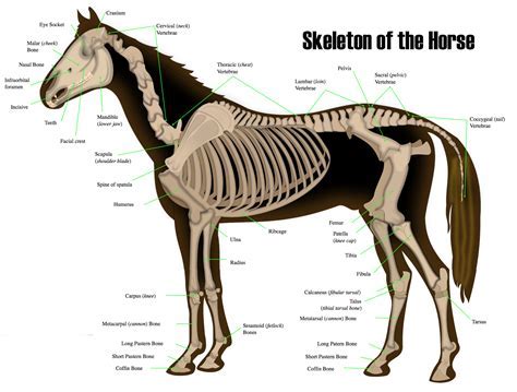 Diverse Interpretations of Skeleton Dreams in Different Cultures