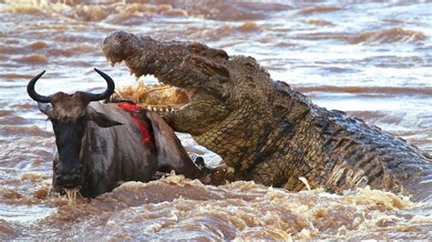 Diverse Perspectives: Crocodile Attacks in Different Cultures and Traditions