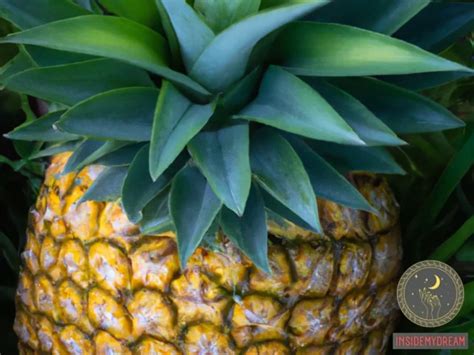 Diverse Perspectives on Dreams Involving Pineapple Trees