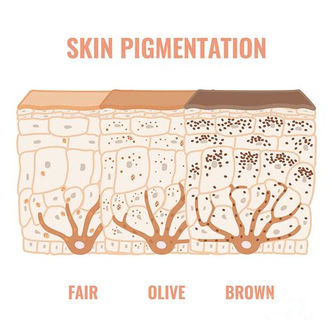 Diving Into the Science of Skin Pigmentation