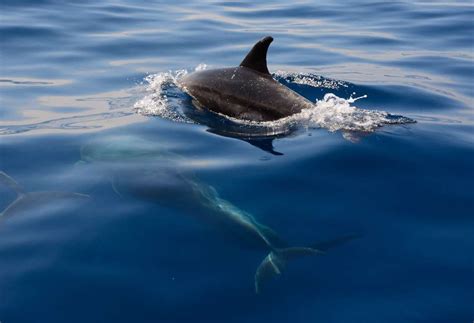 Diving into Dreams: Decoding the Symbolism of an Avian Aggression