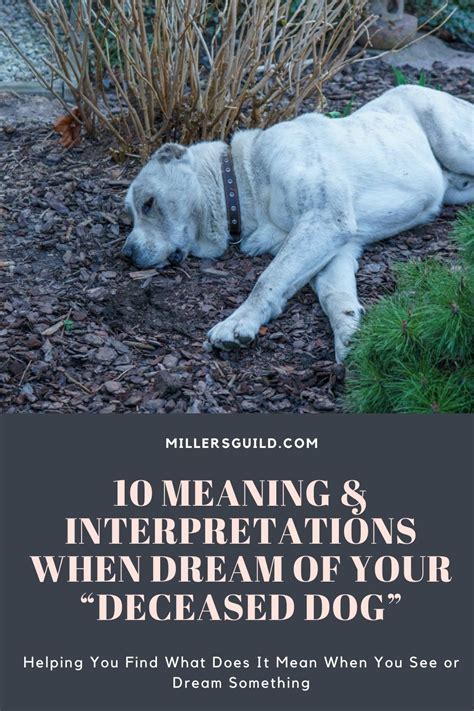 Diving into Dreams: Decrypting the Significance of Pursuing a Ebony Canine