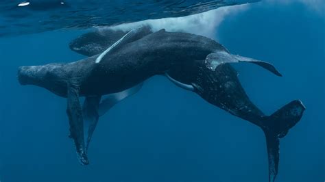 Diving into the Deep: Exploring Whale Mating Dreams