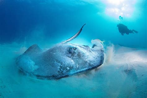 Diving into the Depths: Exploring the Frightful Encounter with Stingrays in Dreams