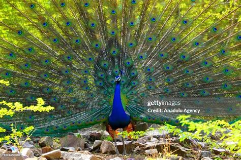 Diving into the Mesmerizing World of the Majestic Peacock