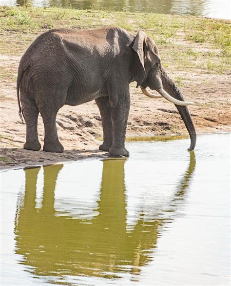 Diving into the Significance of Pachyderm Excrement