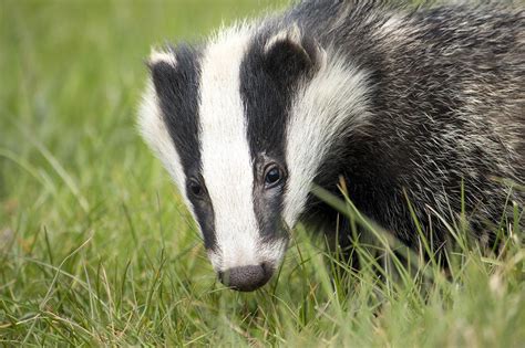 Diving into the Symbolism of Badger Bites: A Dream Analysis