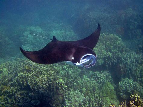 Diving into the Unknown: Exploring the World of Juvenile Rays