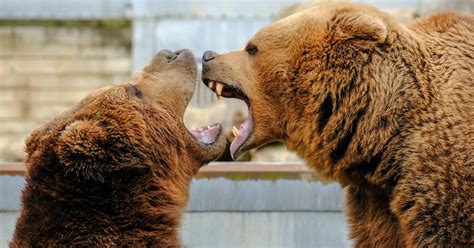 Diving into the World of Young Bears: Revealing the Enigmas of Your Subconscious Longings