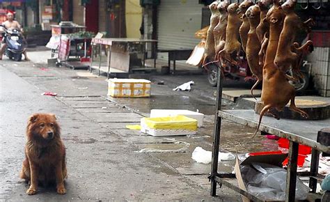 Dog Meat Festivals: Celebrations or Inhumane Events?