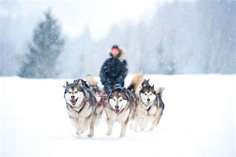 Dog Sledding: An Exhilarating Expedition through the Winter Wonderland