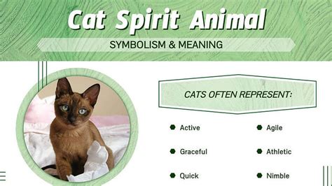 Dream Analysis: Exploring the Spiritual Connections to Ailing Felines