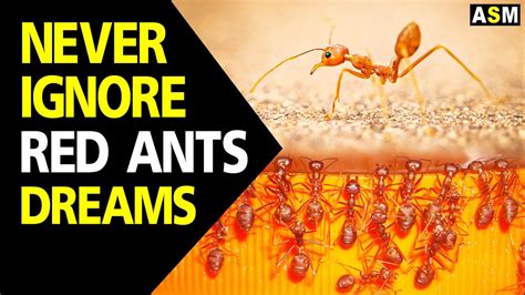 Dream Interpretation: Decoding the Significance of Crimson Ants