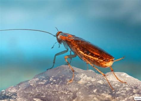 Dream Interpretation: Decoding the Significance of House Infestation by Cockroaches