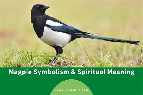 Dream Interpretations: The Symbolic Meaning Behind Magpie Attacks