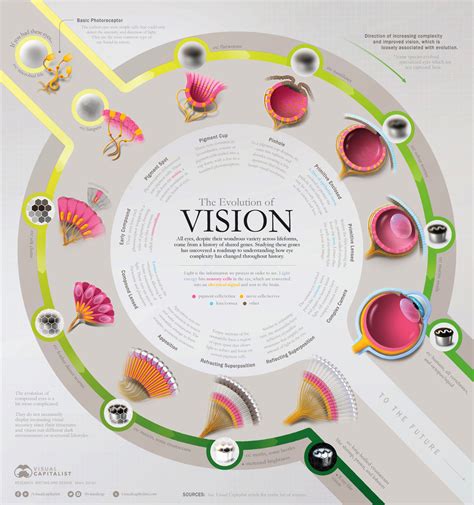 Dream On: The Evolution of Vision