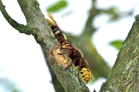 Dreaming of Danger: Confronting the Terrifying Reality of a Horde of Assailing Hornets