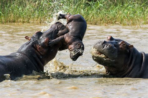 Dreaming of Encounters with Ferocious Hippos: An Exciting Exploration